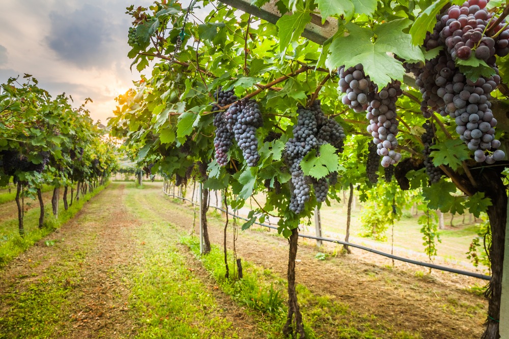 La Strada del vino e dell'Olio del Chianti classico: il vino 