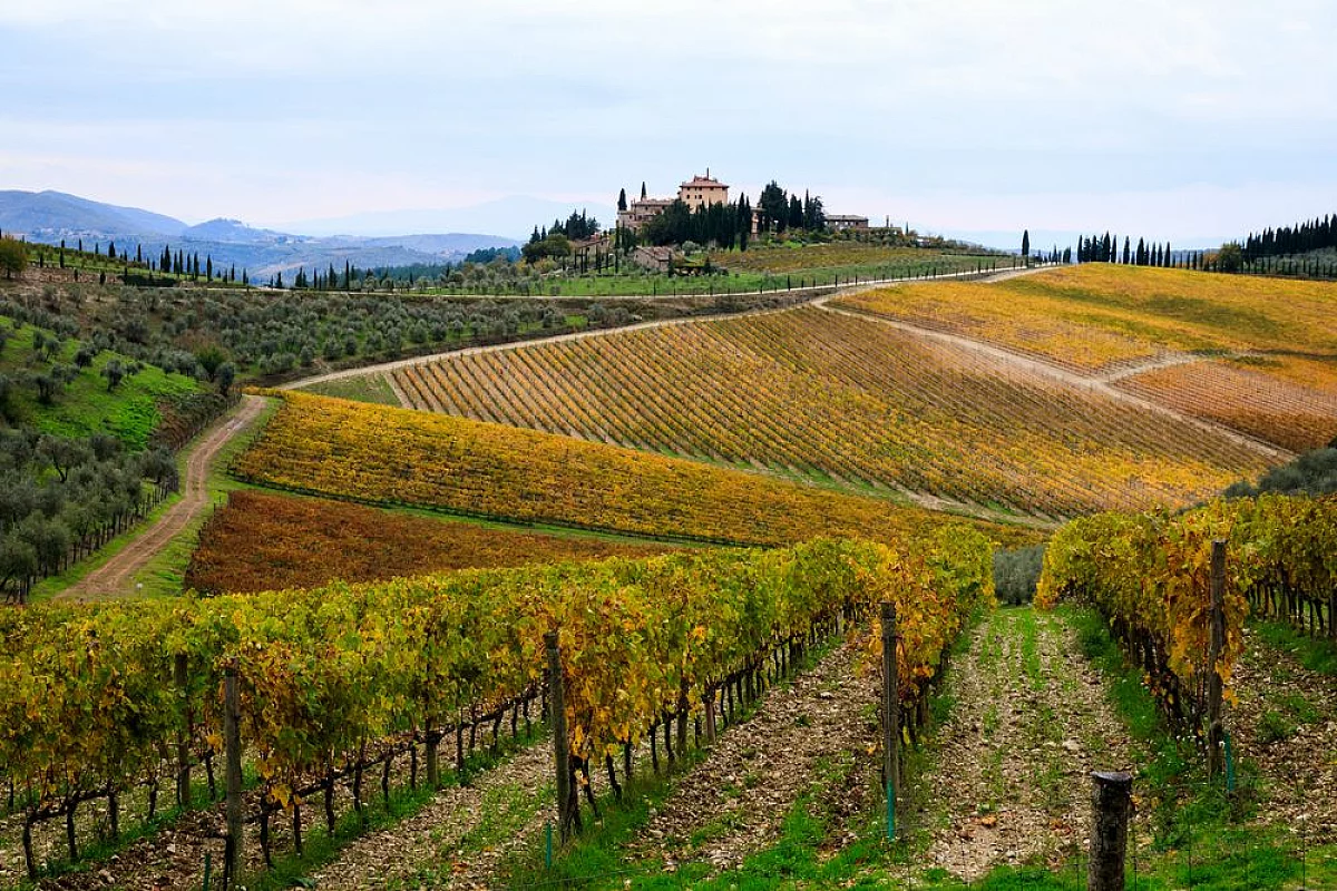 le strade del vino