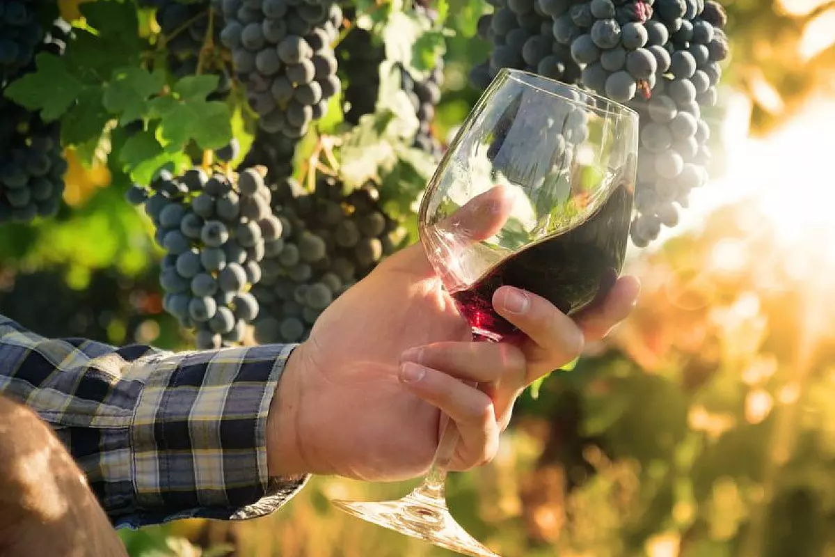 mercato dei vini di piacenza