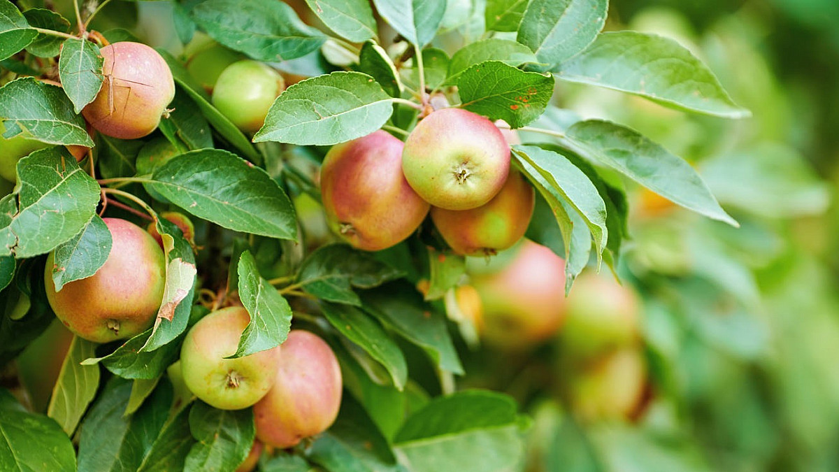 Mela Renetta champagne | Paesi del Gusto