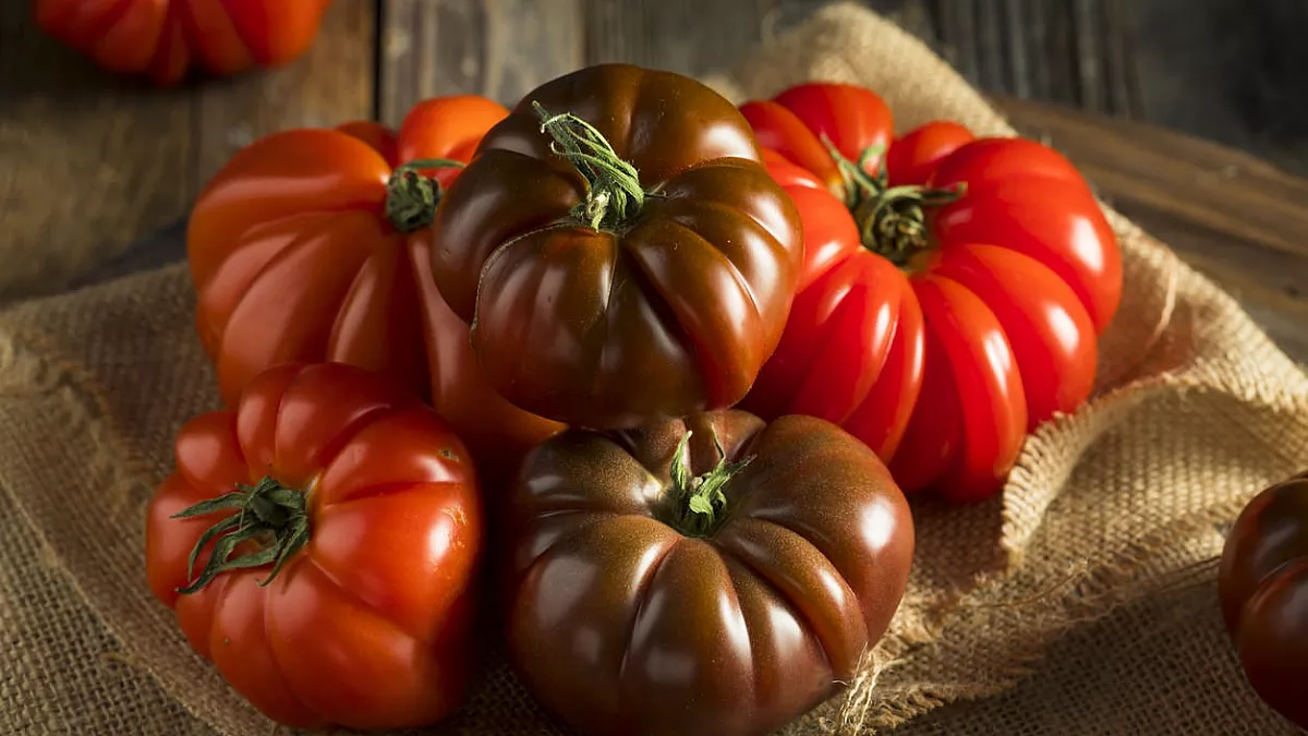 Pomodoro costoluto 
