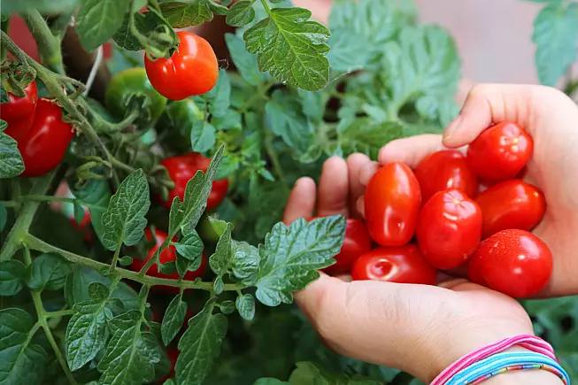 Pomodoro Cannellino Flegreo dai Campi Flegrei