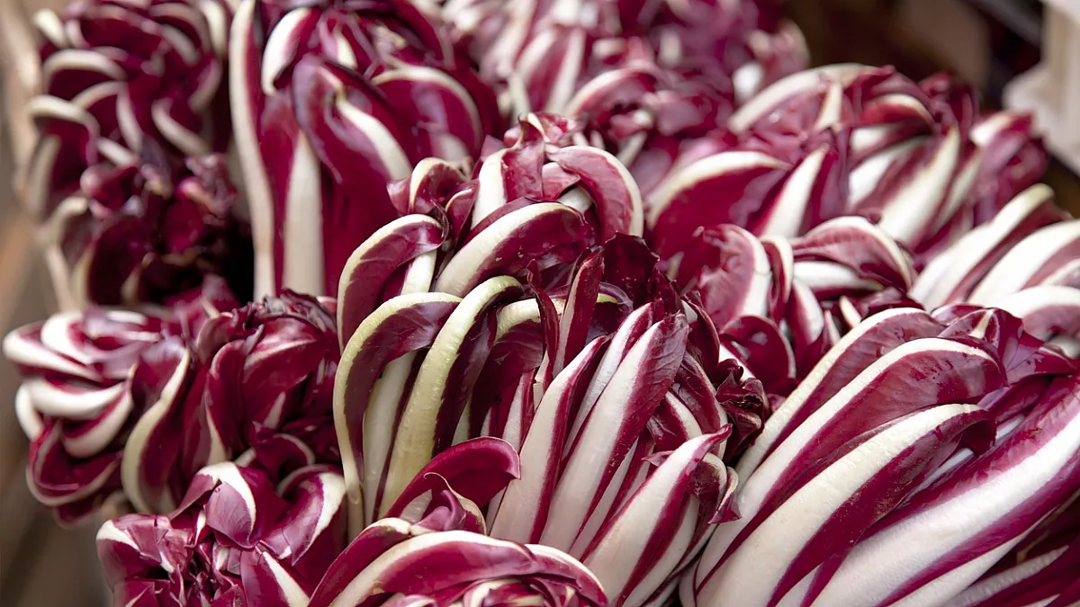 Radicchio 