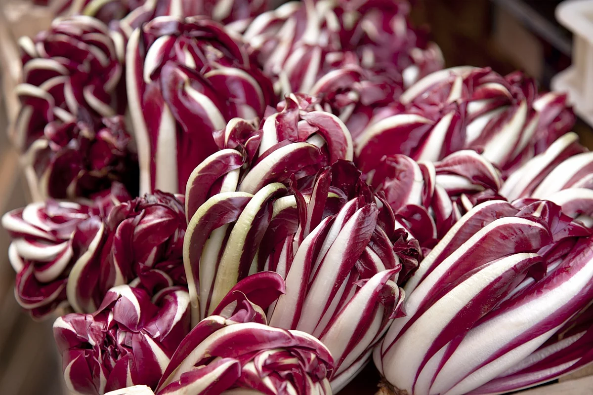 Radicchio 