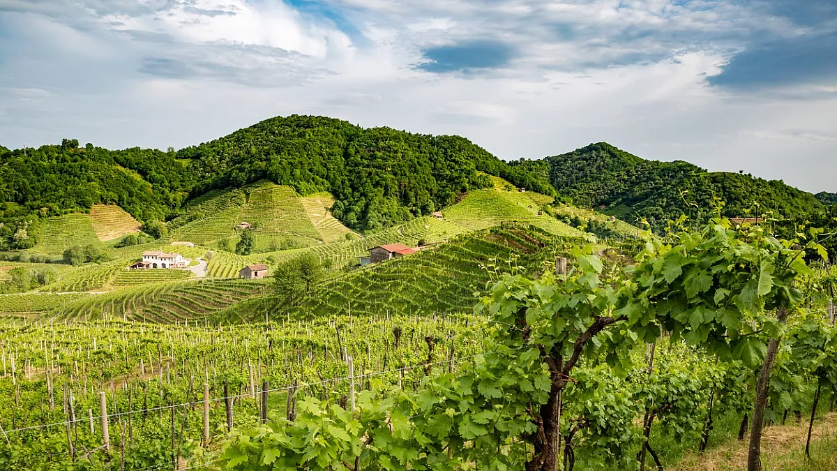 Colline del Prosecco 