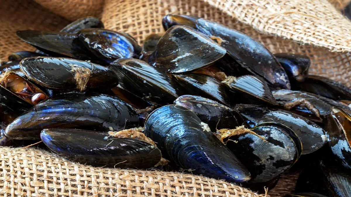 Cozze