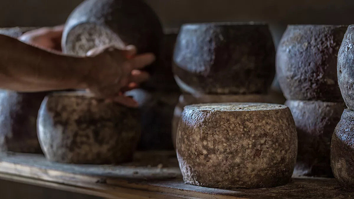 Formaggi della Sardegna