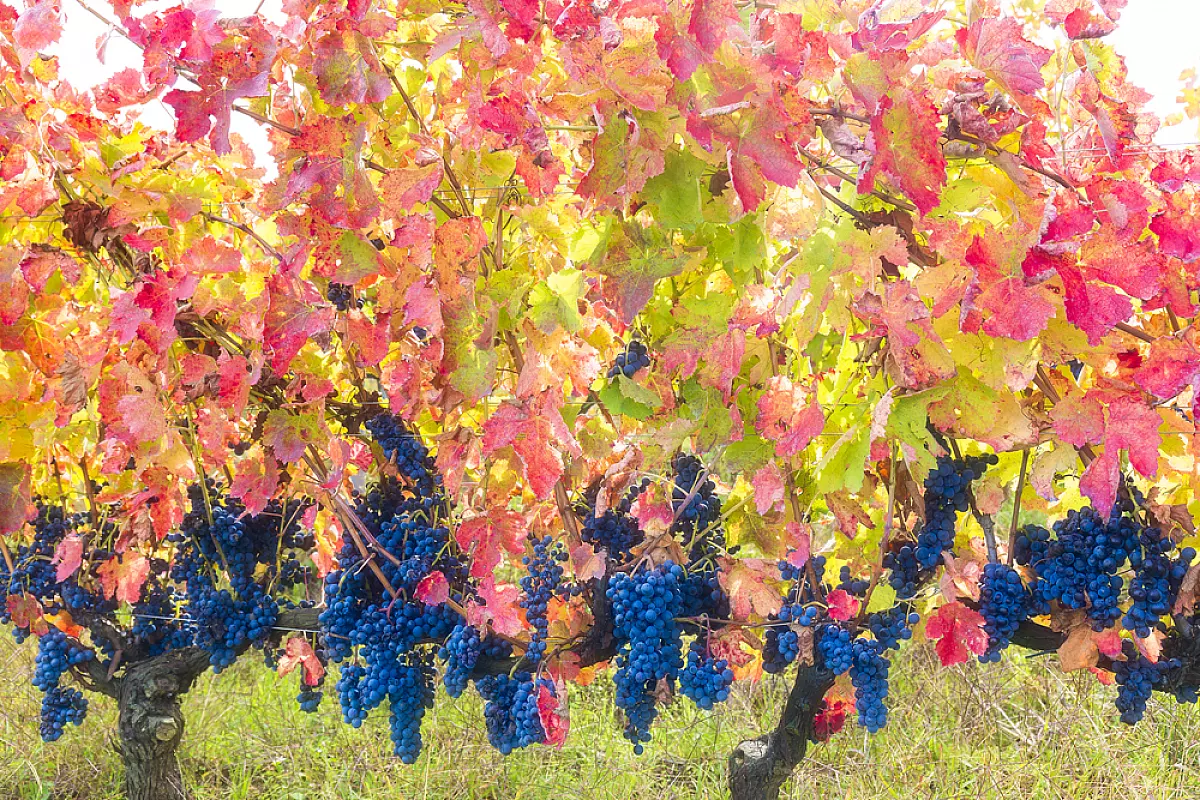 Aglianico del Taburno DOCG