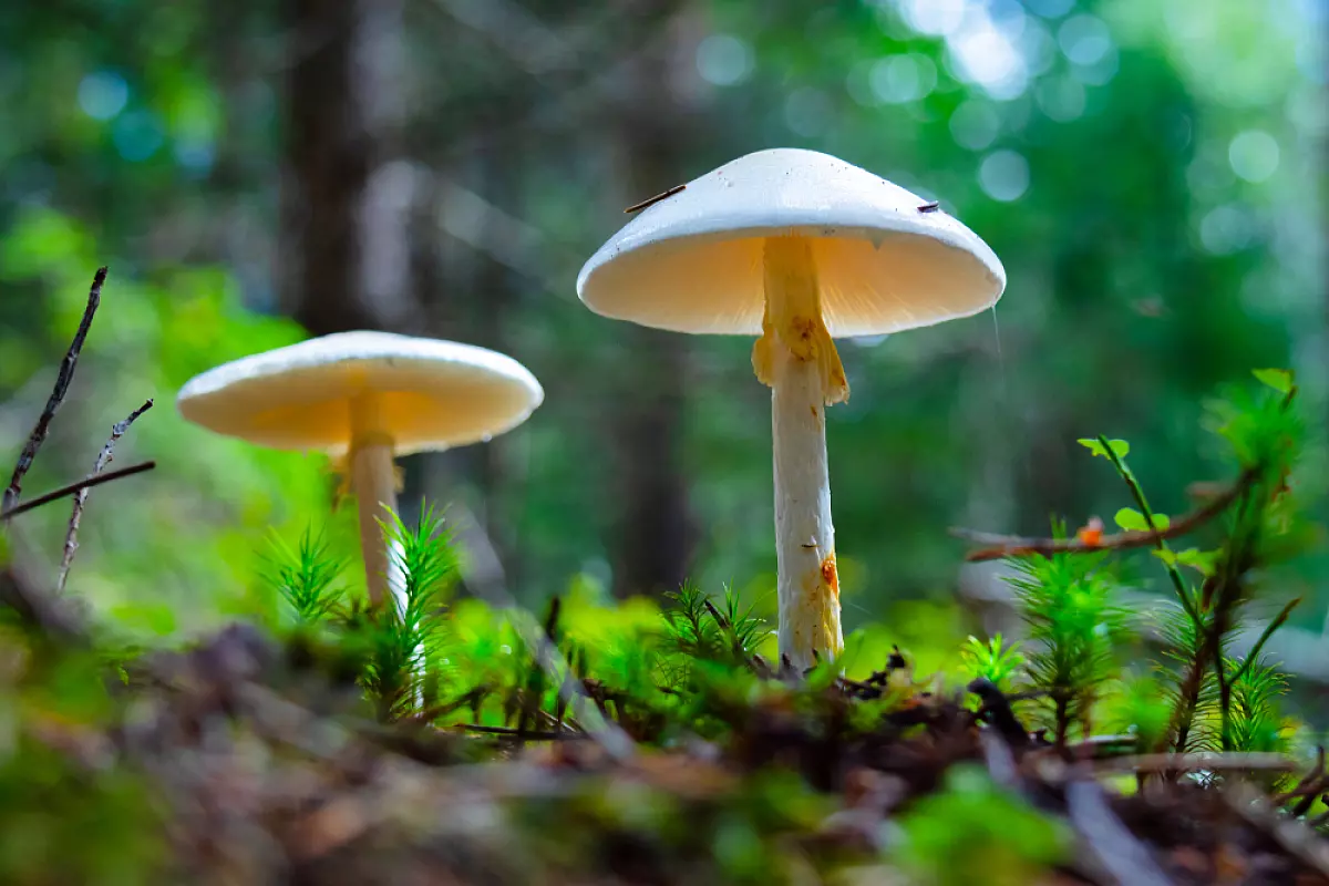 Amanita Phalloides