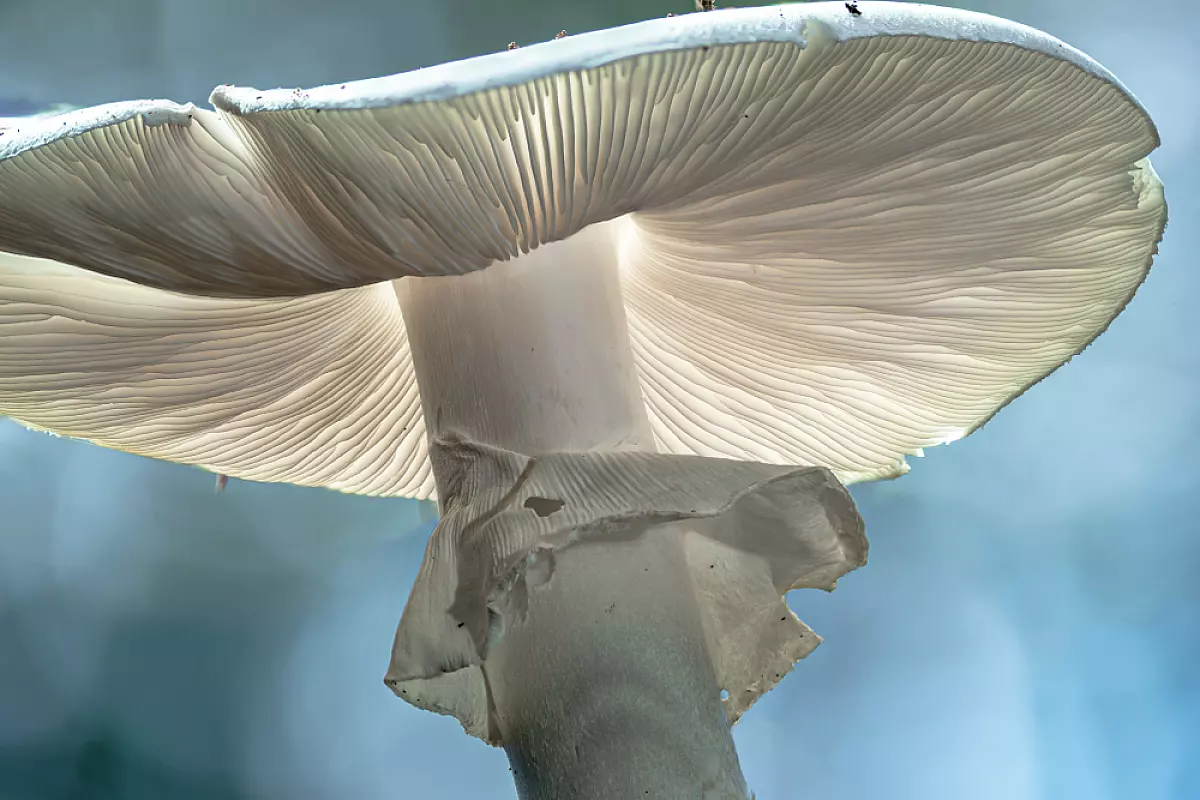 amanita,Phalloides