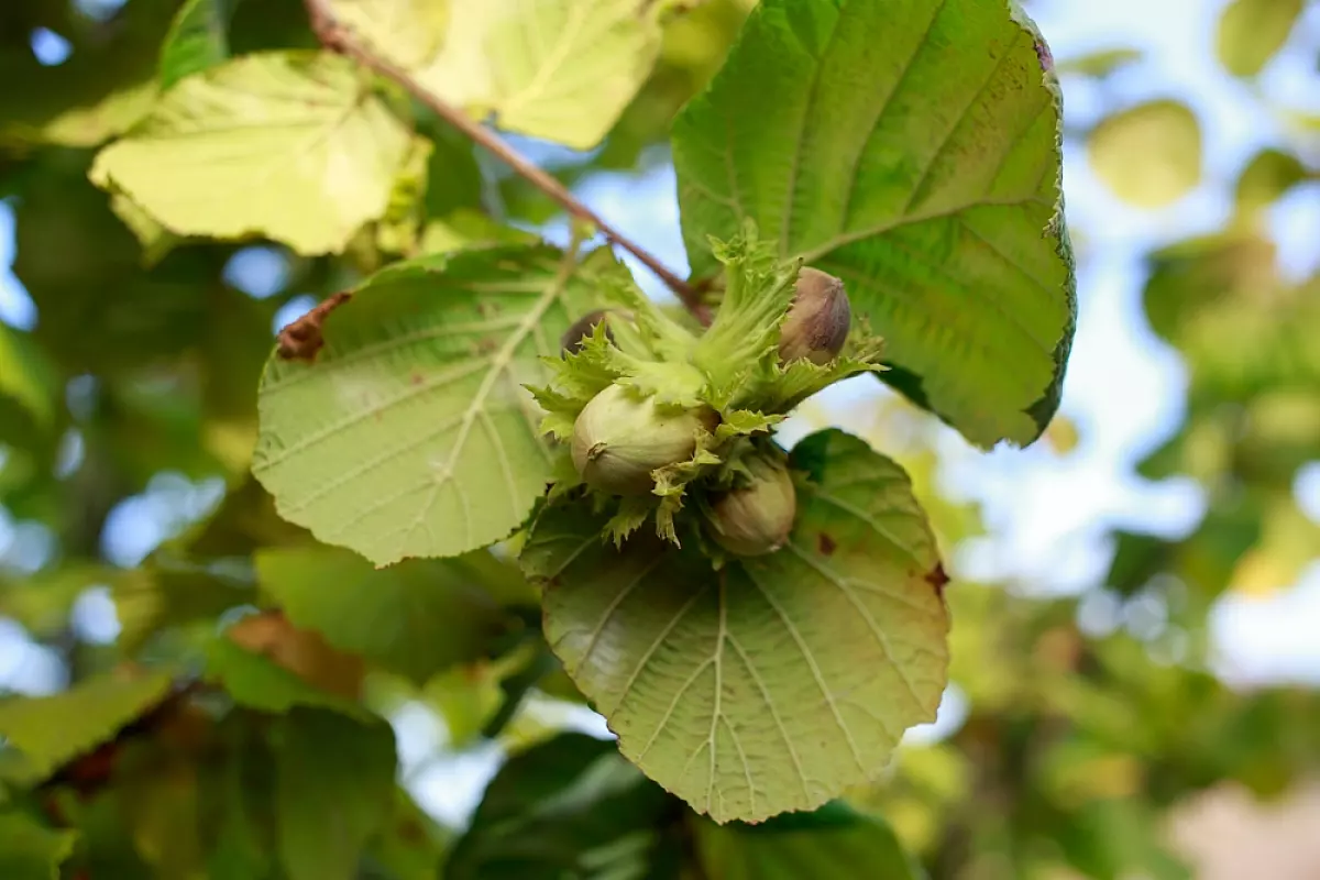 Nocciole del Piemonte IGP