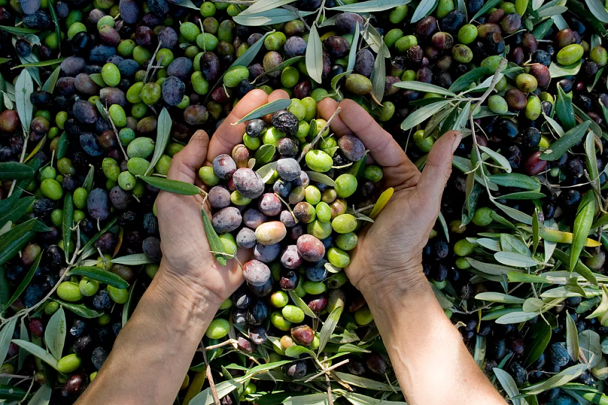 Olio extravergine di oliva