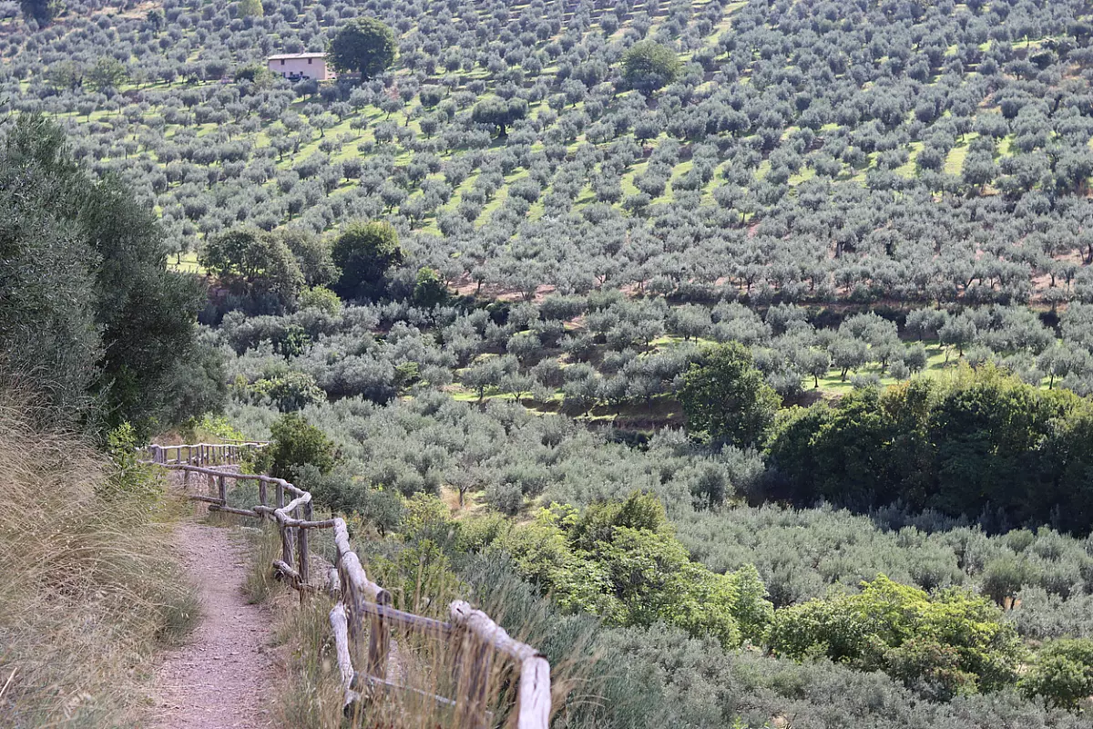 Sentiero dell'Olio