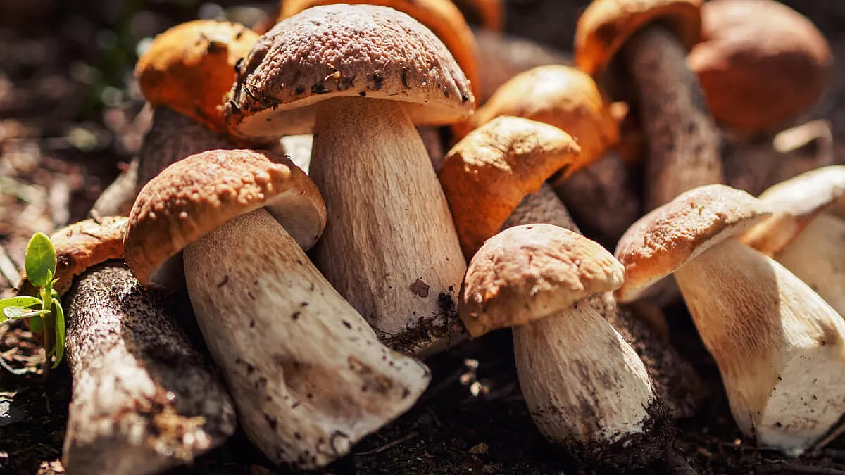 sagra dei funghi porcini e della chianina vicino Pisa