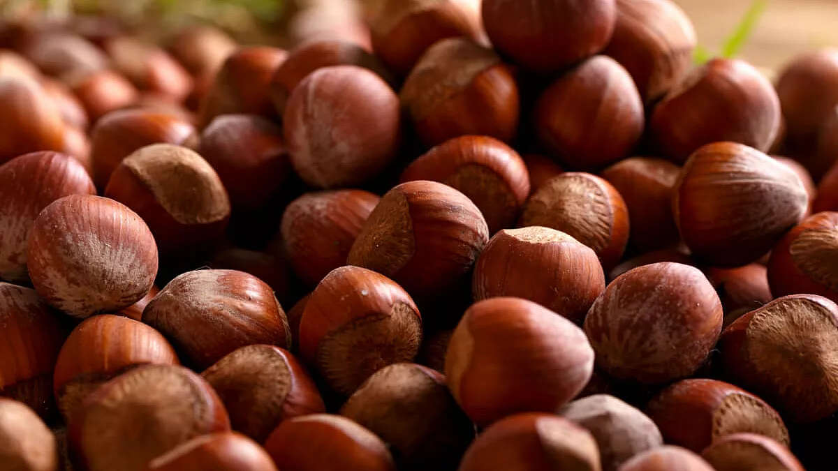 Festa della nocciola a taurano