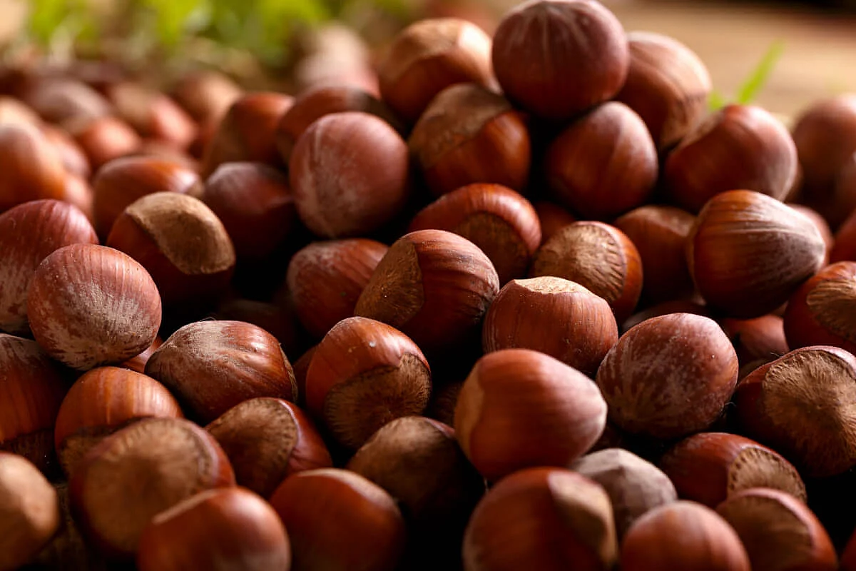 Festa della nocciola a taurano