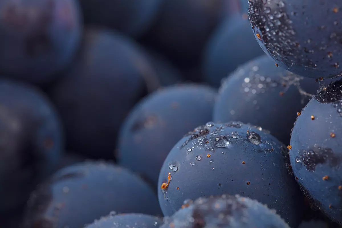 nero d'avola
