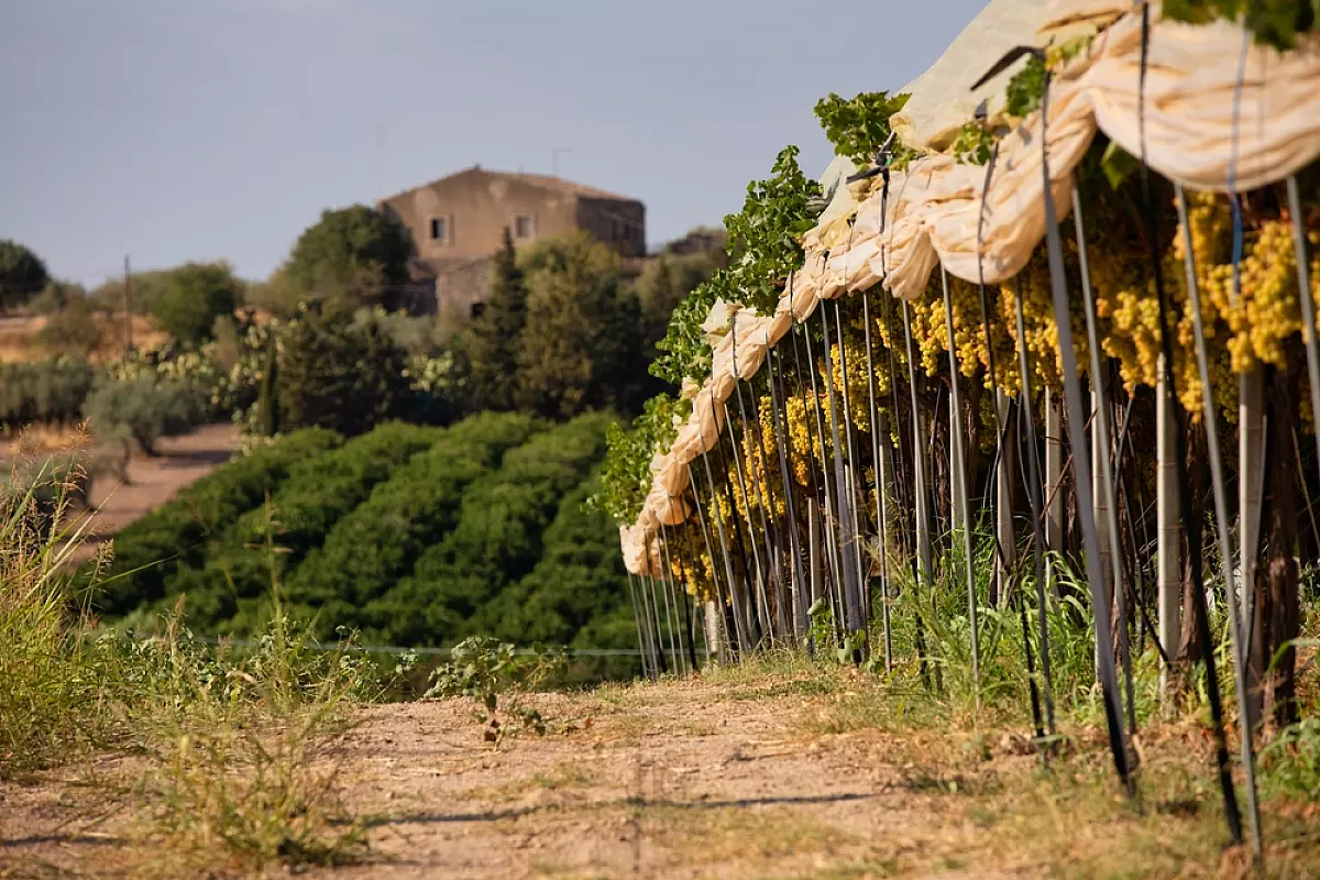 vigneti in sicilia