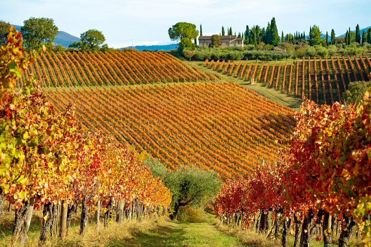 vigneti in umbria 