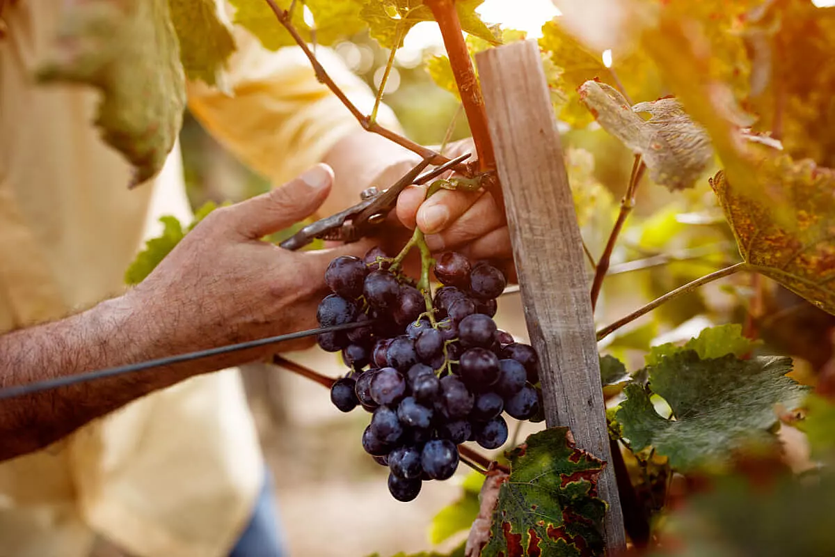 5 cantine abruzzesi