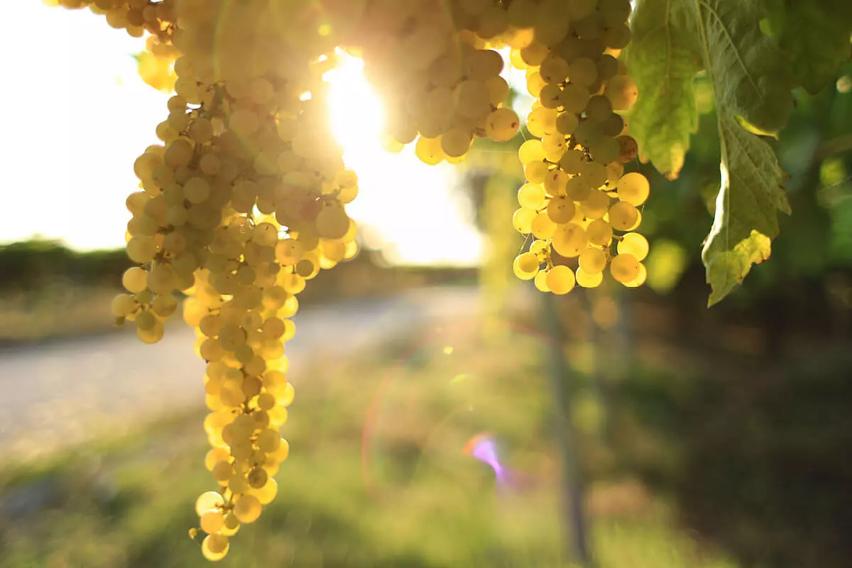 cantine abruzzesi