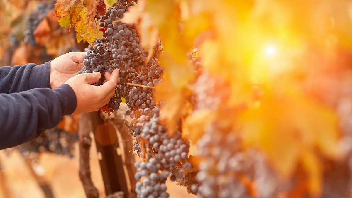I visionari del vino italiano che stanno ridisegnando il futuro dell'enologia secondo Cook