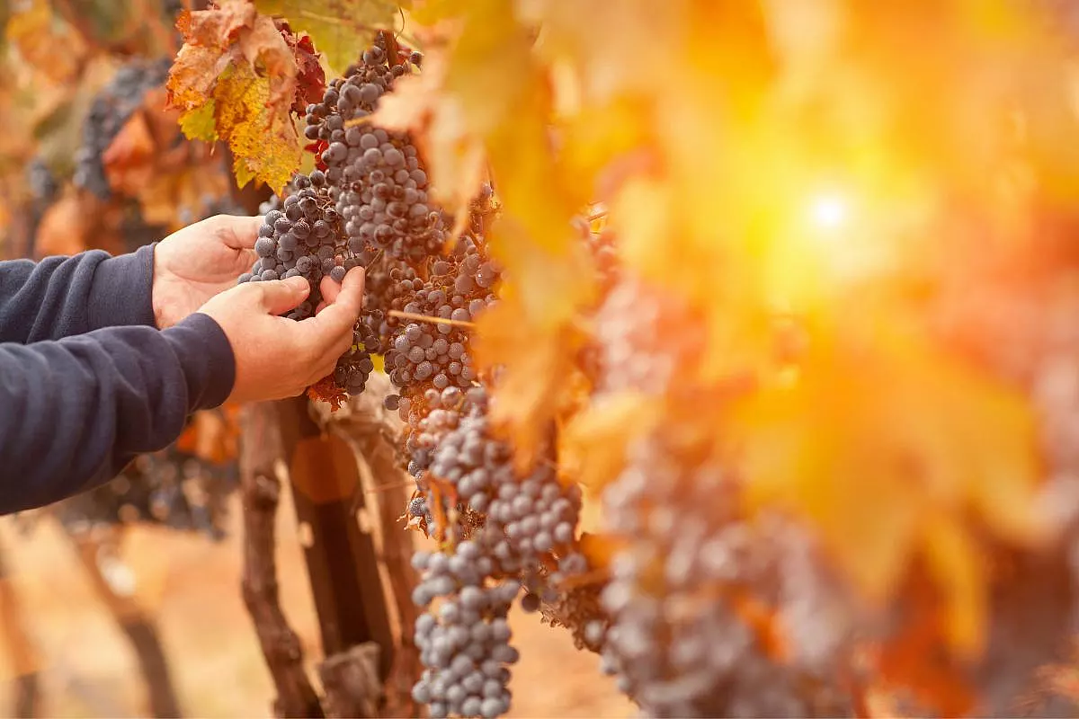 I visionari del vino italiano che stanno ridisegnando il futuro dell'enologia secondo Cook