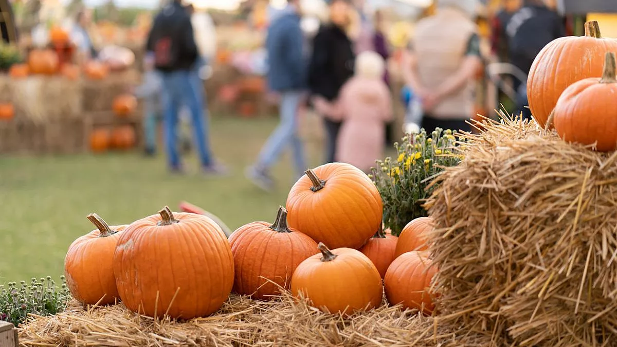 festa della zucca