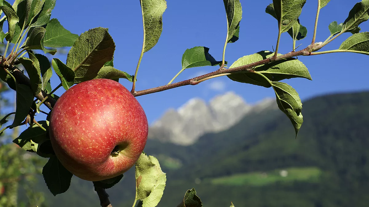 Red apple - Mela Alto Adige