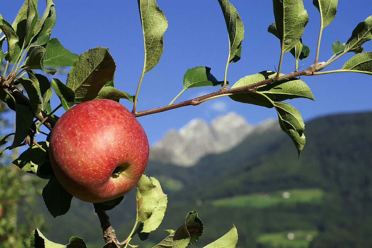 Red apple - Mela Alto Adige