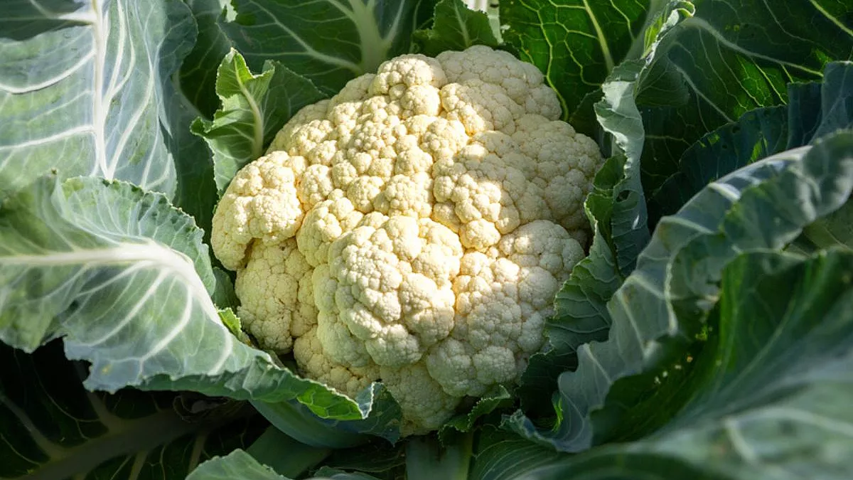 Le Mille Facce del Cavolfiore: Segreti e Sorprese di un Ortaggio Versatile