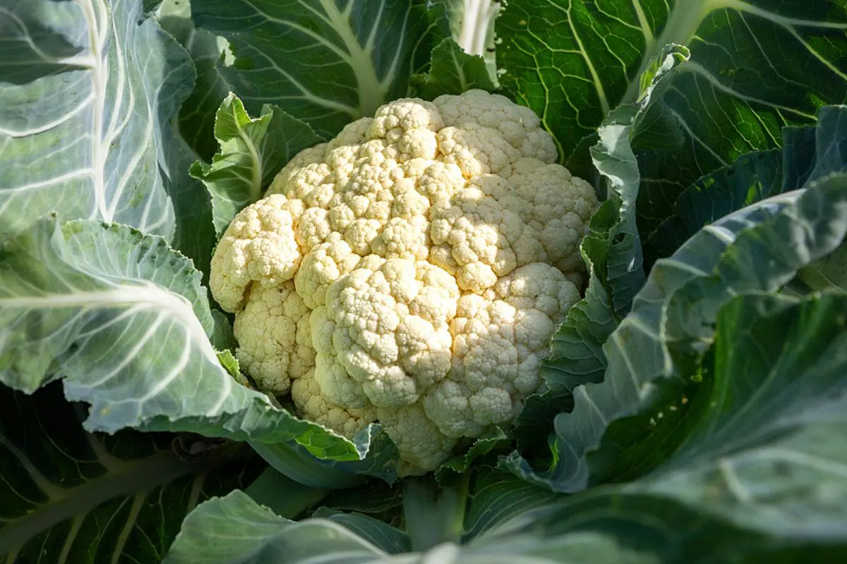 Le Mille Facce del Cavolfiore: Segreti e Sorprese di un Ortaggio Versatile