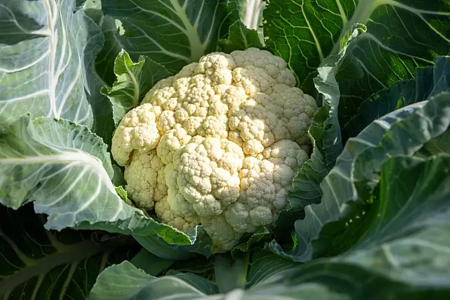 Le Mille Facce del Cavolfiore: Segreti e Sorprese di un Ortaggio Versatile