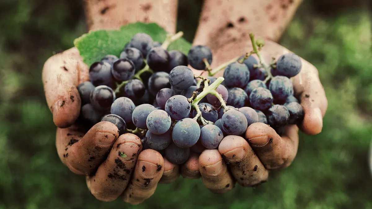 Cerasuolo di Vittoria vino di Sicilia
