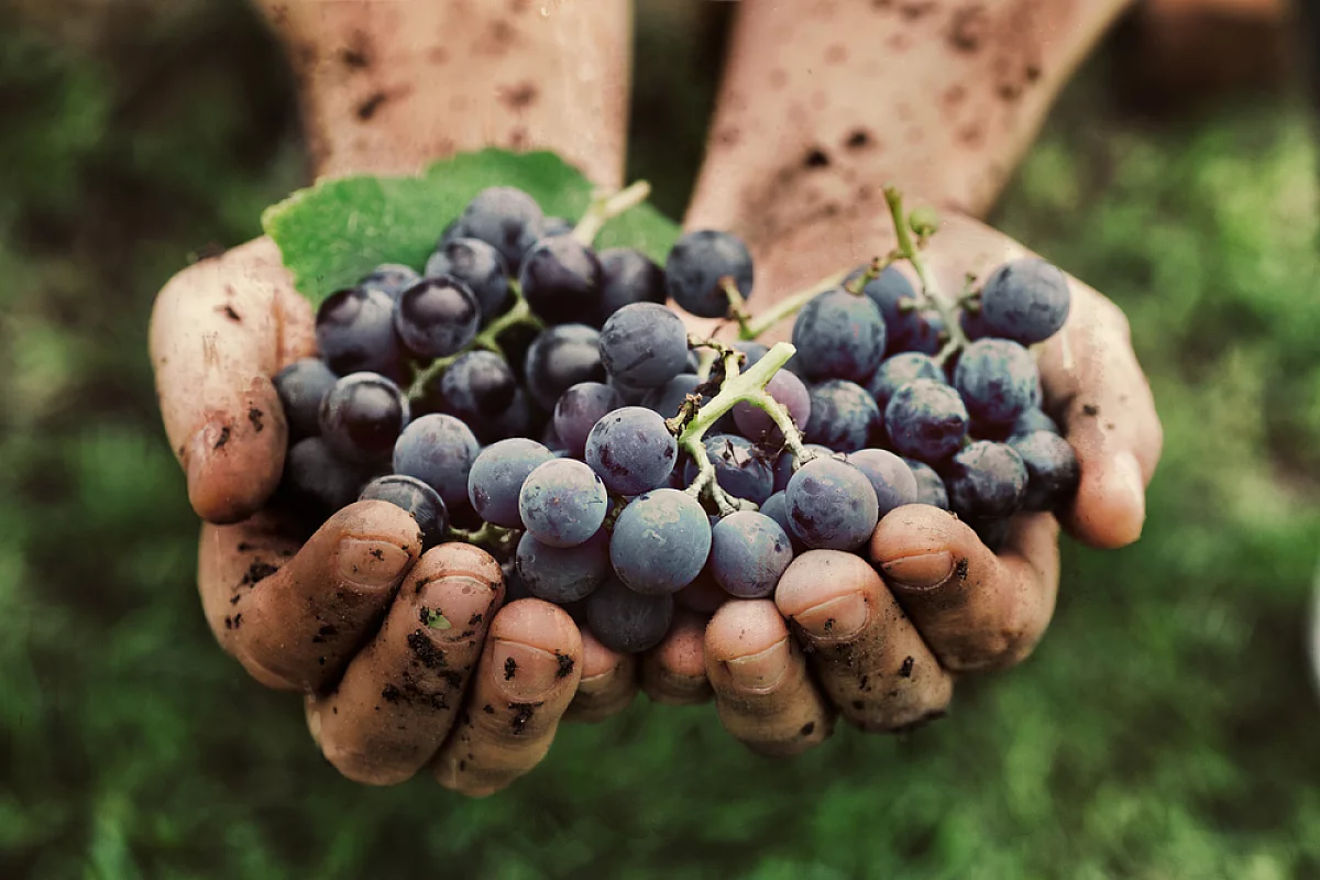 Cerasuolo di Vittoria vino di Sicilia