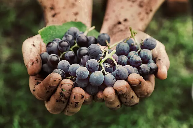 Cerasuolo di Vittoria vino di Sicilia