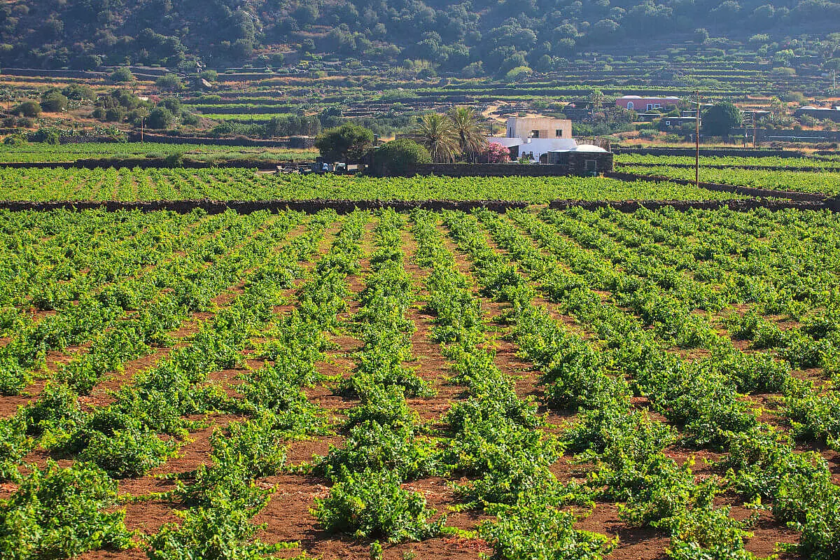 Il Passito di Pantelleria. Ecco come si produce uno dei vini più antichi e pregiati