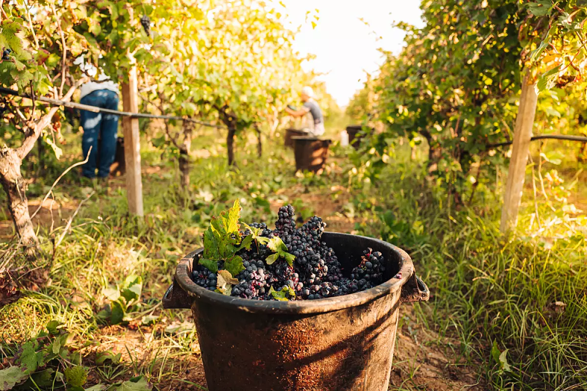 primitivo di manduria doc 