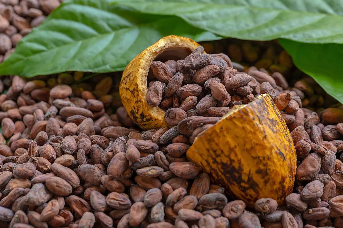 cacao