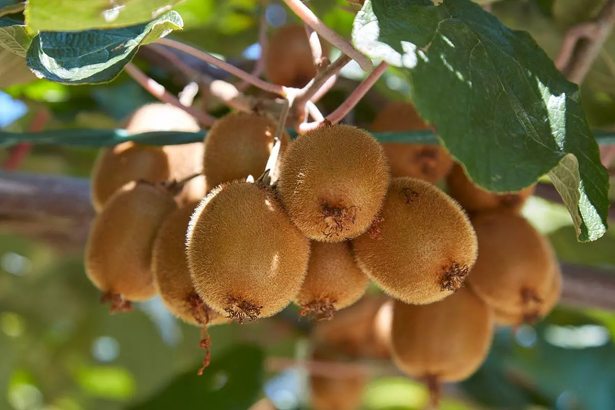 coltivazione kiwi