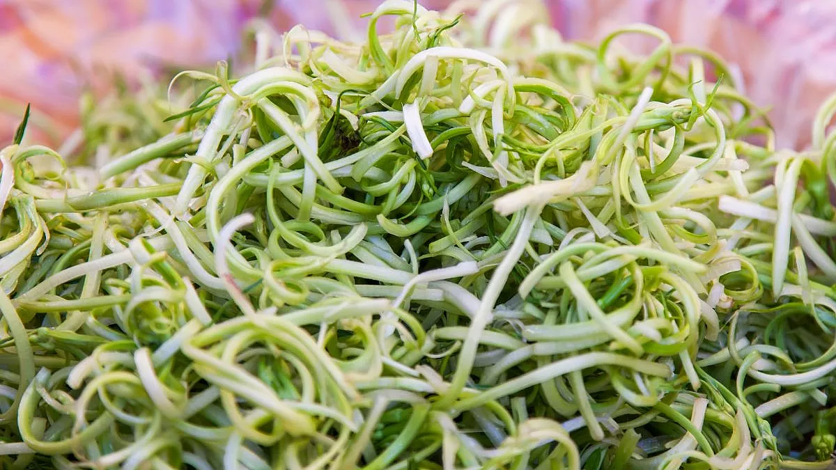 puntarelle