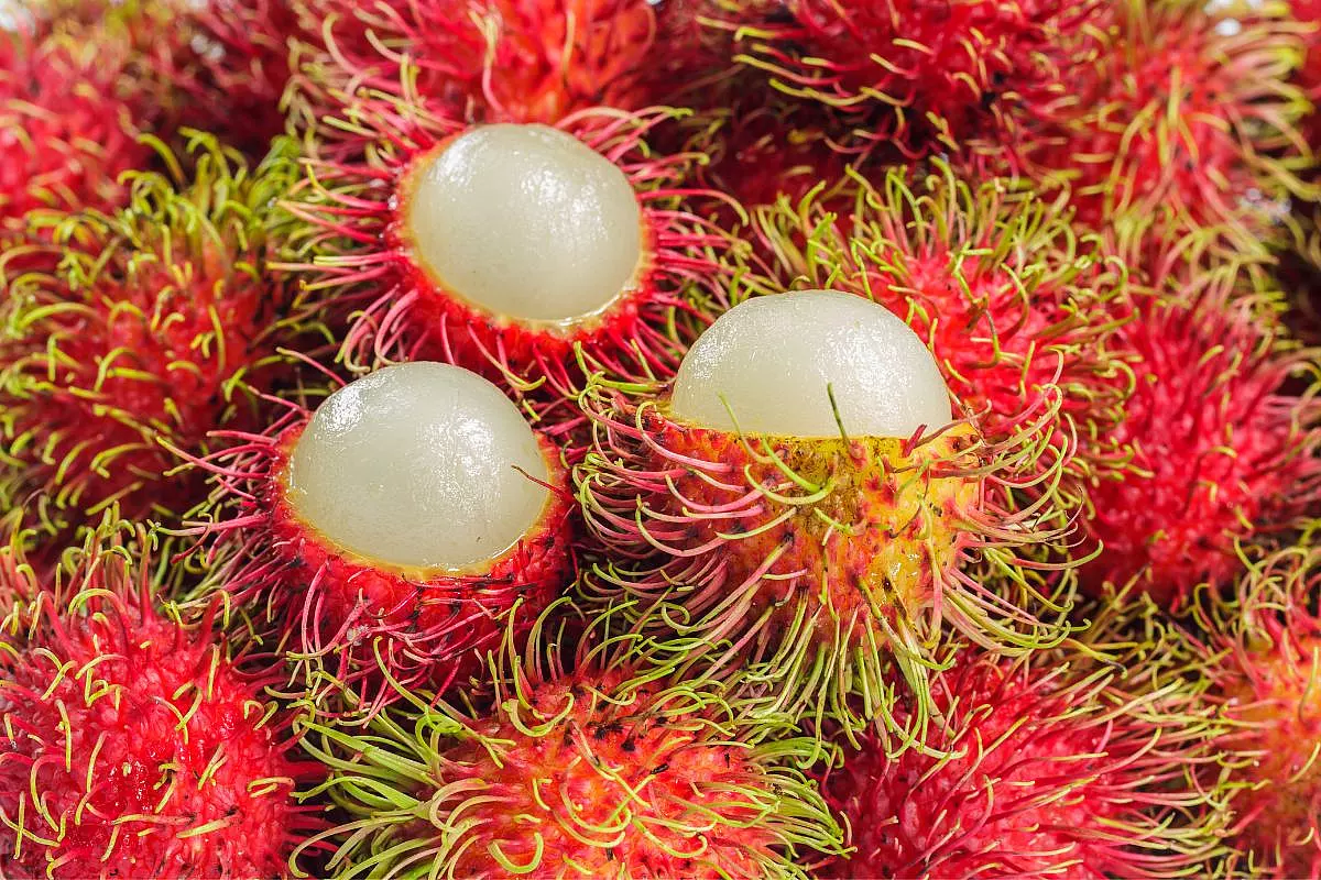 rambutan