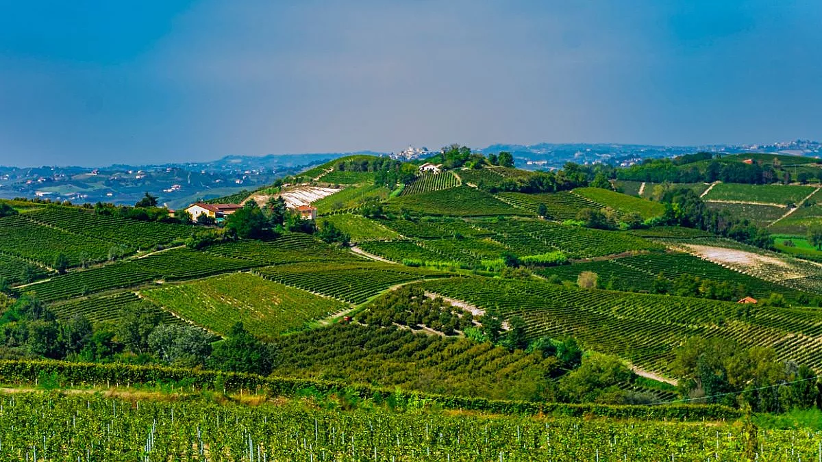vigneti di Canelli
