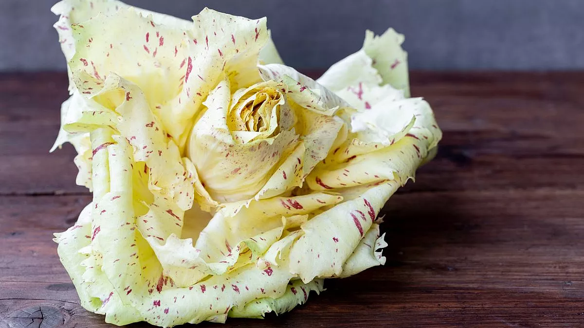 Radicchio Variegato di Castelfranco Veneto