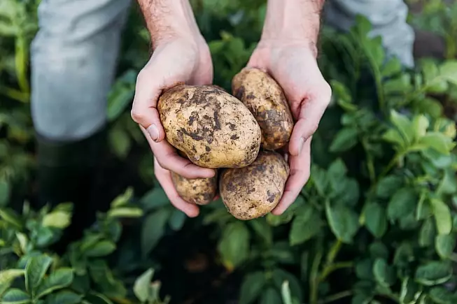Patate appena raccolte - IS: 838165460