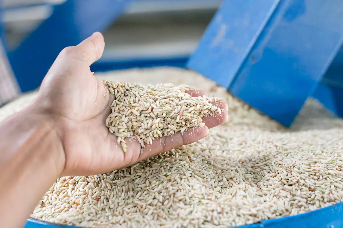 Riso in fabbrica durante la produzione