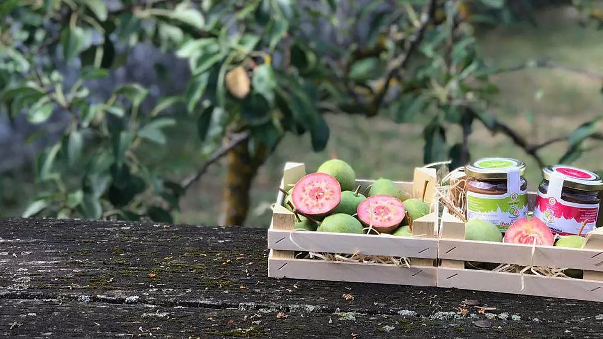Pera cocomerina, foto di peracocomerina.it