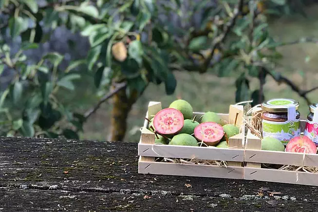 Pera cocomerina, foto di peracocomerina.it