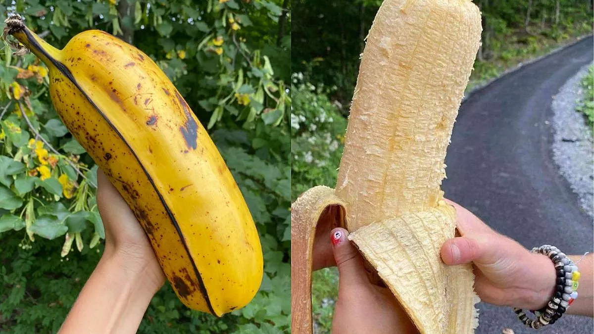 Due banane Hua Moa, le banane più grandi del mondo, una chiusa ed una aperta