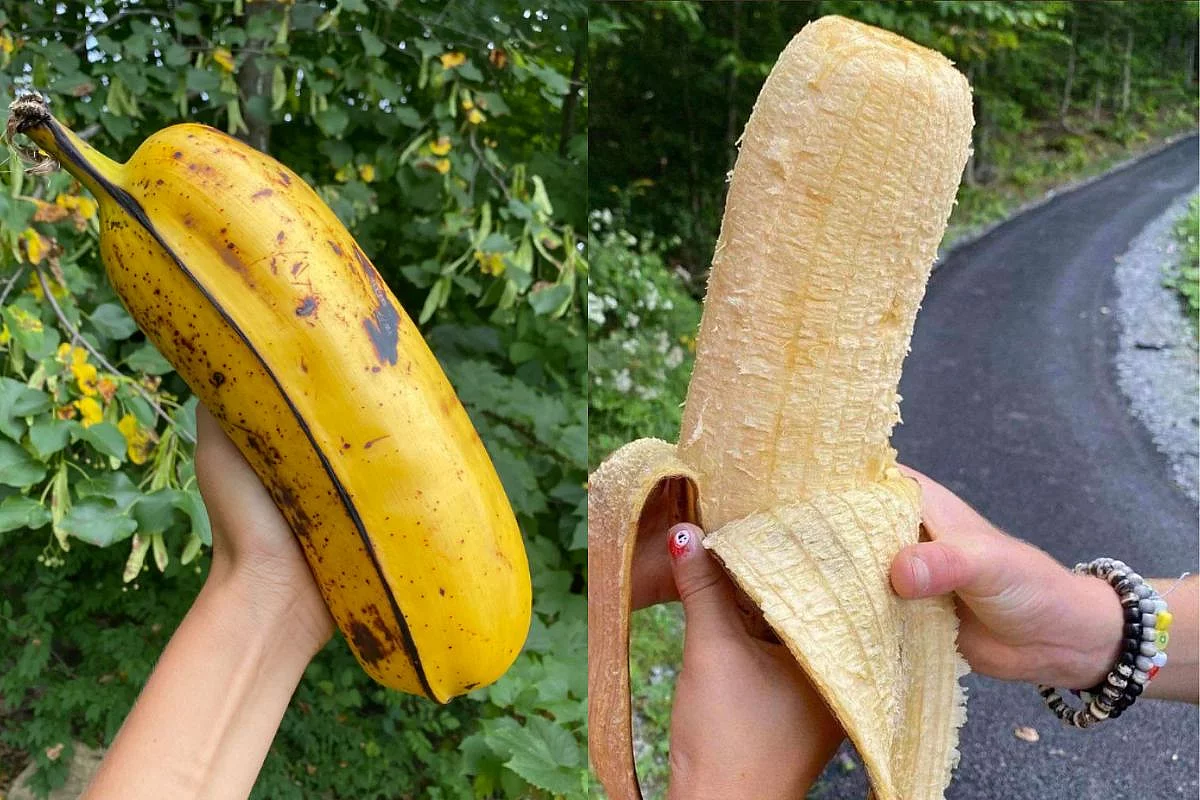 Due banane Hua Moa, le banane più grandi del mondo, una chiusa ed una aperta